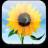 Sunflower icon graphics