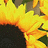 Sunflower icon graphics