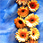 Sunflower icon graphics