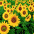 Sunflower icon graphics