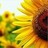 Sunflower icon graphics