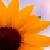 Sunflower icon graphics