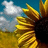 Sunflower icon graphics