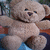 Teddy bears icon graphics