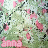 Anna icon graphics