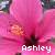 Ashley icon graphics