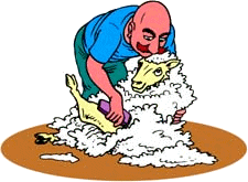 Sheep shearing