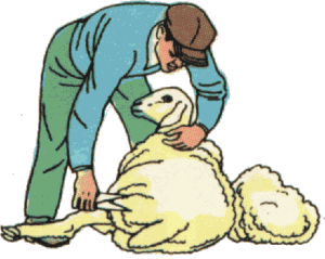 Sheep shearing job graphics