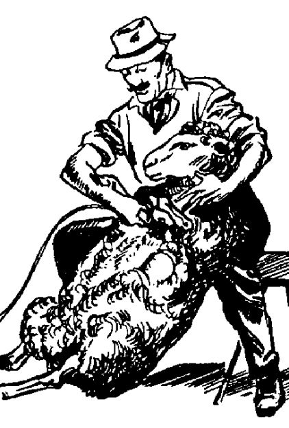 Sheep shearing