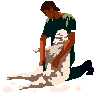 Sheep shearing job graphics