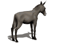 Animals mini graphics