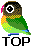 Birds mini graphics