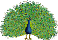 Birds mini graphics