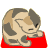 Cats mini graphics