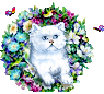 Cats mini graphics