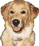 Dogs mini graphics