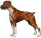 Dogs mini graphics