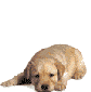 Dogs mini graphics
