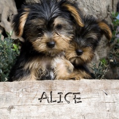 Alice name graphics