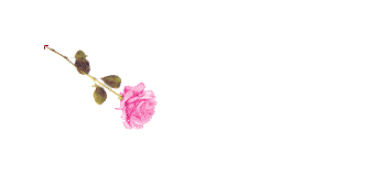 Amelia name graphics