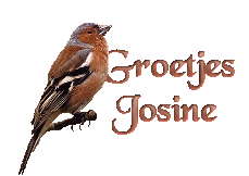 Josine name graphics