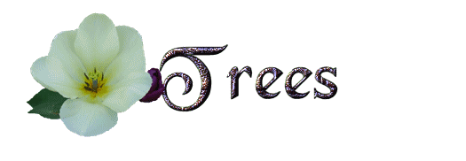 Trees name graphics
