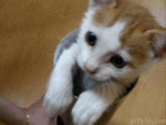 picgifs-animals-cats-pets-011811.gif
