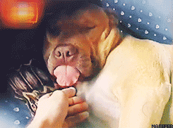 picgifs-animals-cats-pets-0221840.gif