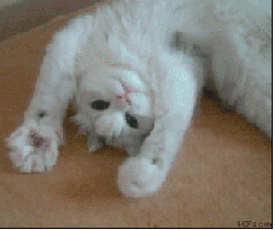 Animals cats pets reaction gifs