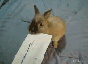 Animals cats pets reaction gifs