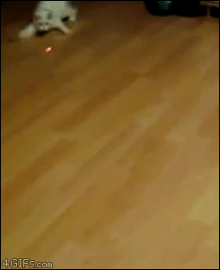 picgifs-animals-cats-pets-174585.gif