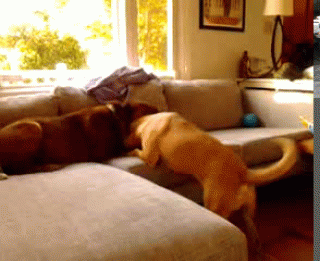 picgifs-animals-cats-pets-1945631.gif
