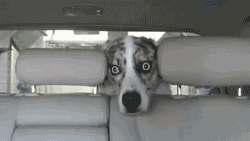 picgifs-animals-cats-pets-41981.gif