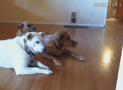 picgifs-animals-cats-pets-421948.gif