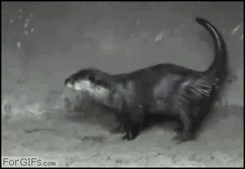 picgifs-animals-cats-pets-633304.gif