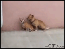Animals cats pets