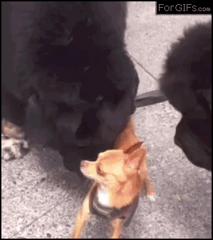 Animals cats pets reaction gifs