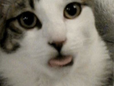 picgifs-animals-cats-pets-7544634.gif