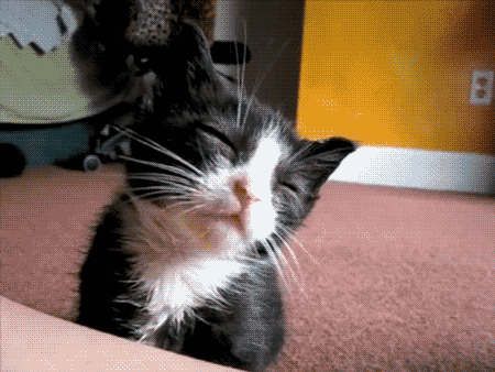 Animals cats pets reaction gifs