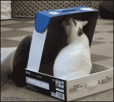 picgifs-animals-cats-pets-9967.gif