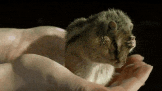 Deal with it reaction gifs