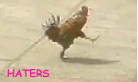 picgifs-haters-gonna-hate-884056.gif