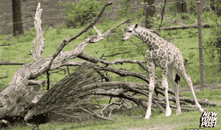 Miscellaneous reaction gifs