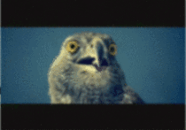 Omg reaction gifs