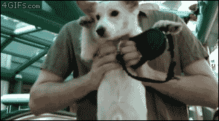 Upvotes reaction gifs