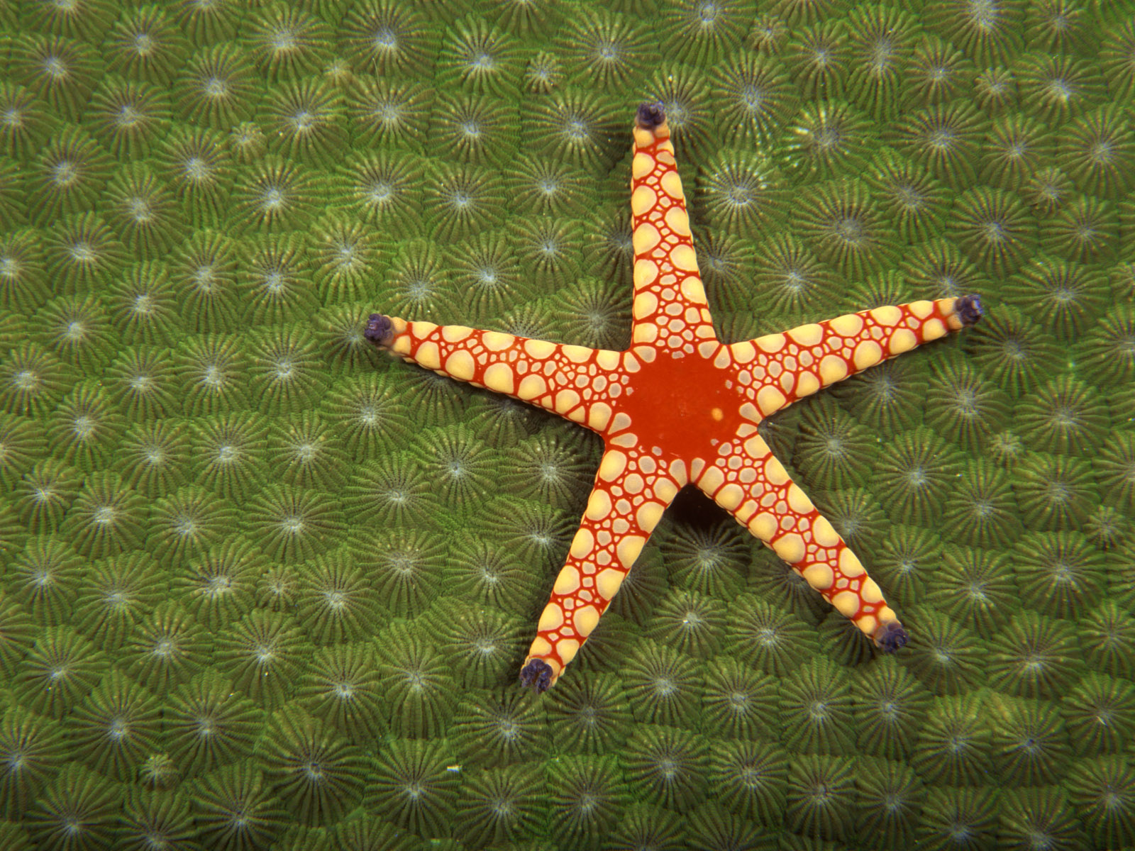 Морская звезда 2023. Морская звезда. Морская звезда симметрия. Глаза морской звезды. Морская Звездочка.