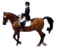 Dressage sport graphics