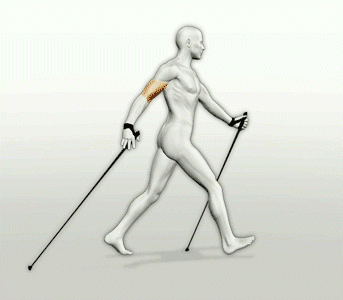 Nordic walking