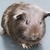 Guineapigs