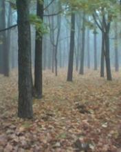 Landscapes and nature wallpapers